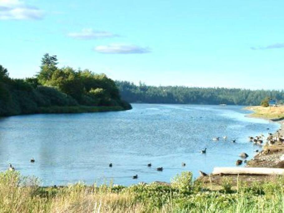 شقة Esquimalt Lagoon Life فكتوريا المظهر الخارجي الصورة